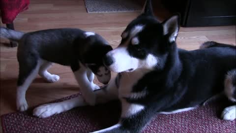 Cachorro Husky conoce a su padre por primera vez y es adorable