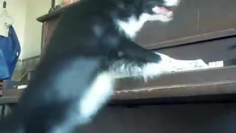 nana the worlds smartest dog performs amazing dog tricks