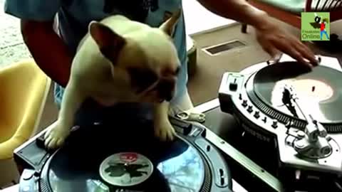 this dog is a good DJ