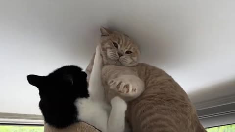 Kitten Annoys cats 🐱