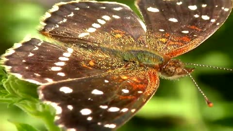 10 Butterfly Names and Photos