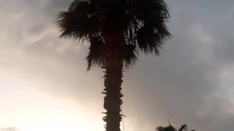 Swinging palm tree