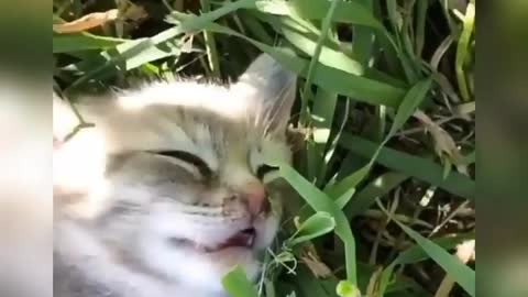 OMG So Cute Cats ♥ Best Funny Cat Videos 2021 # 81