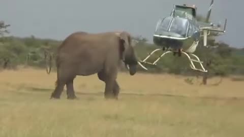 WHO WON 🔥🔥🔥ELEPHANT VS HELICOPTER 😹😹😹