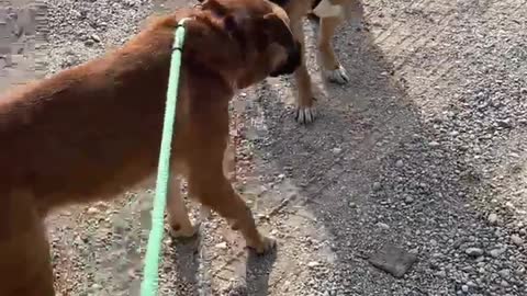 #4 green lead male tan mastiff mix #5 orange lead male tan mastiff mix Feb2022