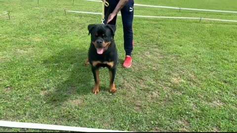 ROTTWEILLER DOG ATTITUDE 🔥