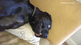 Black dog making weird face laying on couch