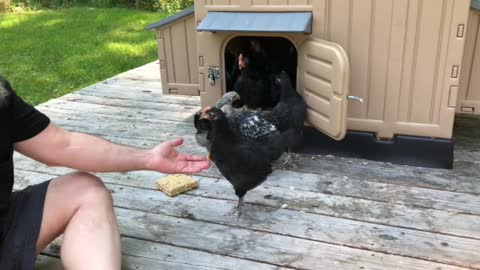 8-Week Old Chicks Exploring the Outdoors for the First Time!