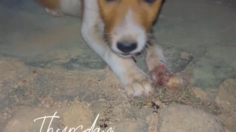 Happy dog enjoying a chunk of rabbit bone