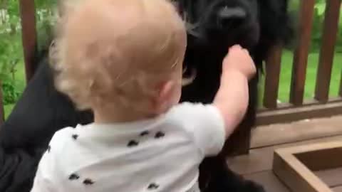 dog happily babysits his friend