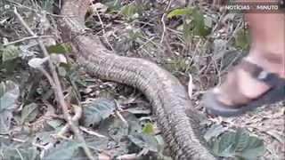 Monstruosa serpente é capturada no Vietnam