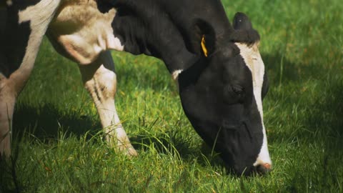 Extreme close up of a beautiful cow grazing