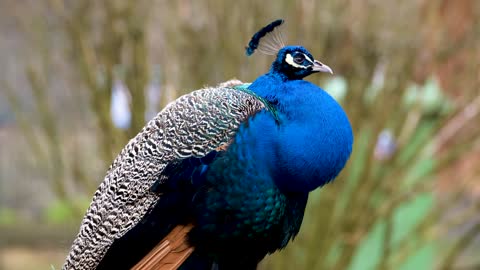 Peacock Bird Feather Plumage Colorful Animal