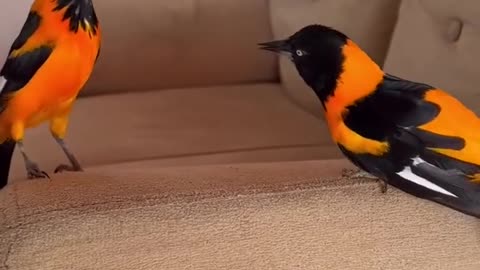 Beautiful birds! What kind are they?