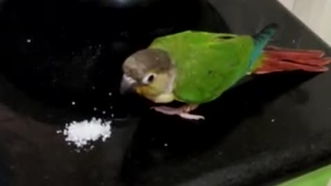 Parrot feeding sugar by his owner live.