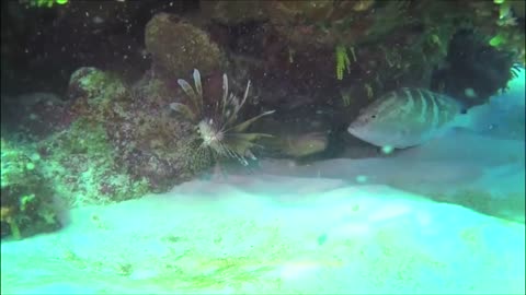 Grouper_ Invasive Lionfish Live Open Water Kill_ Believed to be the First Record.