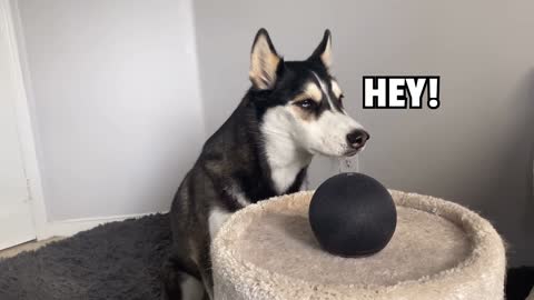 HUSKY Talks To amazon ALEXA