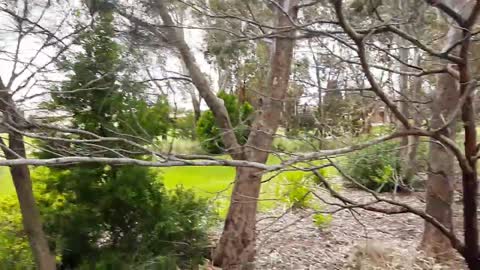 Fallen Gum trees after wind - Mill Park Melbourne Australia