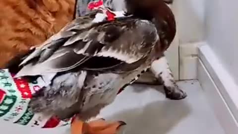Funny duck scare cat