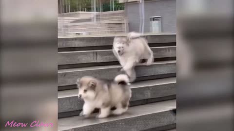 Baby Dog Cutest and Funniest Moments (Alaskan Malamute)