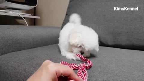 Puppy play time teacup bichon frise Dog