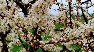 Blackthorn flowers