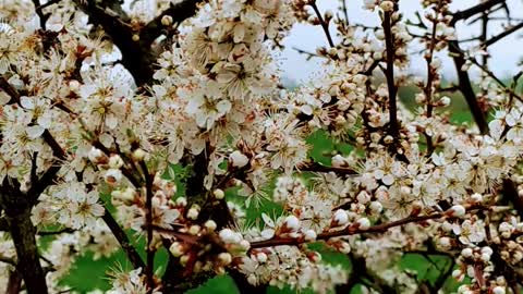 Blackthorn flowers