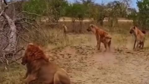 LION ATTACKING HYENA IN GROUP