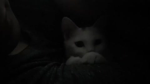 White cat in the dark