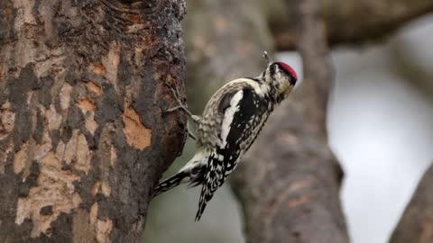 Juice-sucking woodpecker