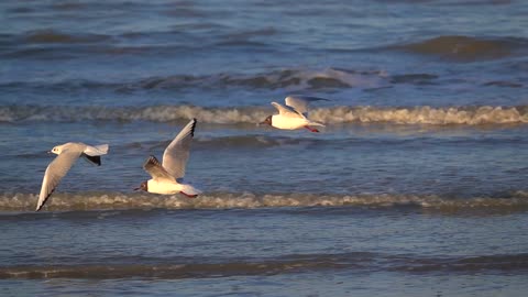 Flying Birds over The sea