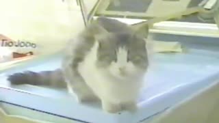 1997 - 2001 - PIT MÃE - A Mãe de todos os Gatos - Eterna Pitita Tatinha