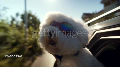 Bichon Frise Wearing Sunglasses