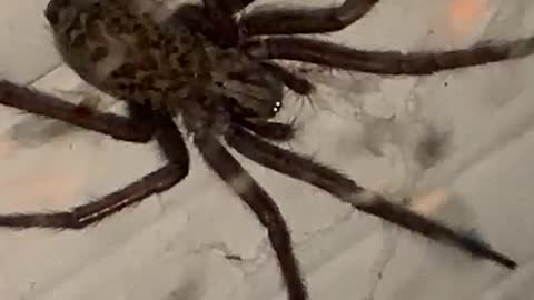 Very disgusting spider