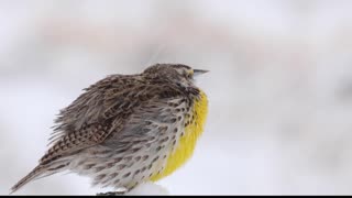 Snowlark