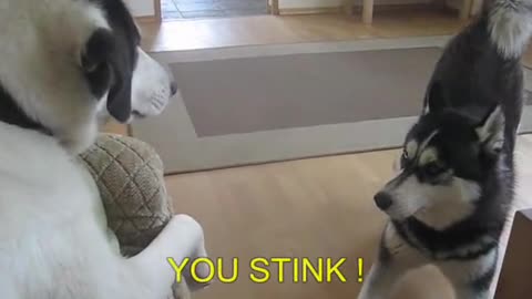 Funny dog language!!!