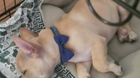 French Bulldog puppy barks in his sleep