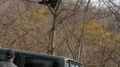 Bear Scratches Butt on Tree Top