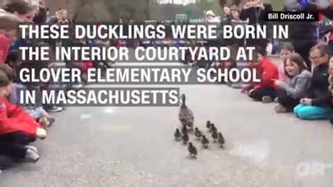 Mother duck leads her ducklings through hallways