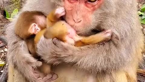 Cute baby monkey pet cute