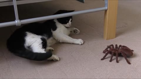 Cat playing with Toy and Scared Also