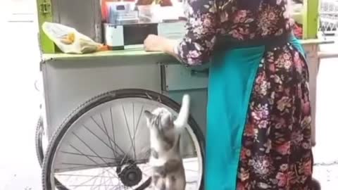 Little Cat Asking For Food | Adorable Pets