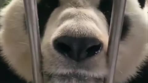 The panda bear loves his keeper very much. They talk to each other, it's amazing