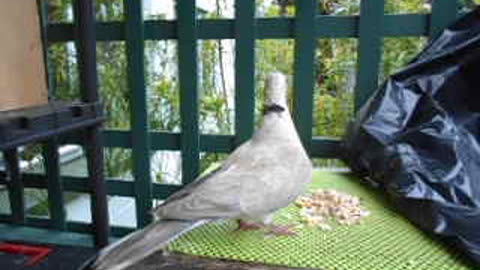 BARBYLON BEEDAY DOVES PLUS GEORGE