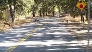 Deer passing by