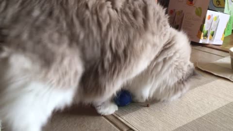 Adorbale cat plays with food