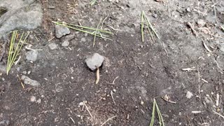 Battle Fire Ant vs Worm Thing