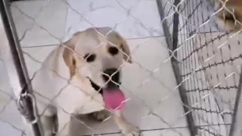 A husky who drinks water in a basin