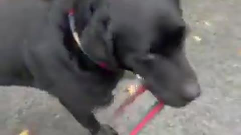 Top funny cute dog vidio short