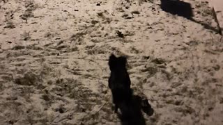 PIKA PLAYING IN HIS 1ST SNOW